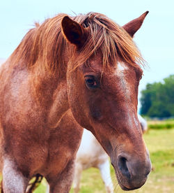 Close-up of horse outdoors