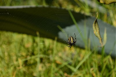 Close-up of spider on web