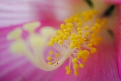 Close-up of pink flower