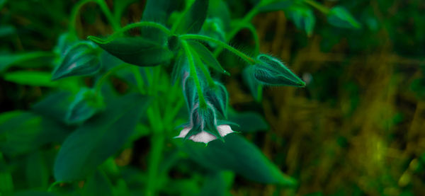 Close-up of white flowering plant