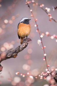 Close-up of bird perching on branch