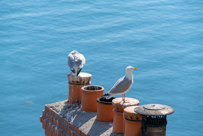 Seagull perching on wooden post by sea