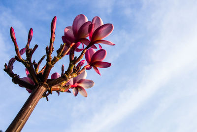 Low angle view of pink flowering plant against sky