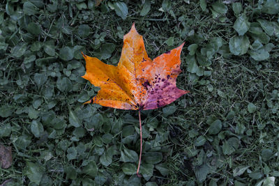 Autumn leaves on plant