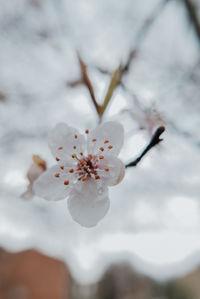 Close-up of cherry blossom