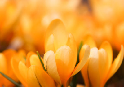 Close-up of orange tulip