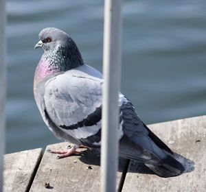 Close-up of seagull perching on railing