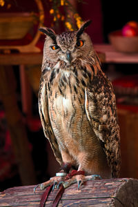 Close-up of owl perching outdoors