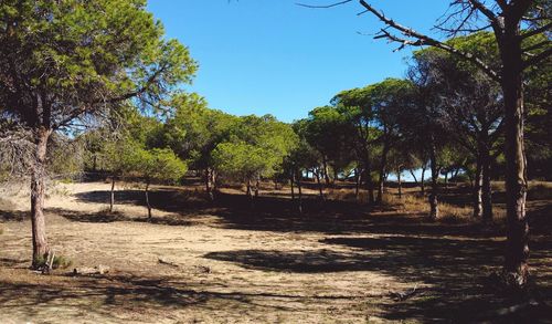 Trees in forest against sky