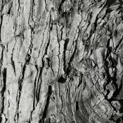 Full frame of tree trunk