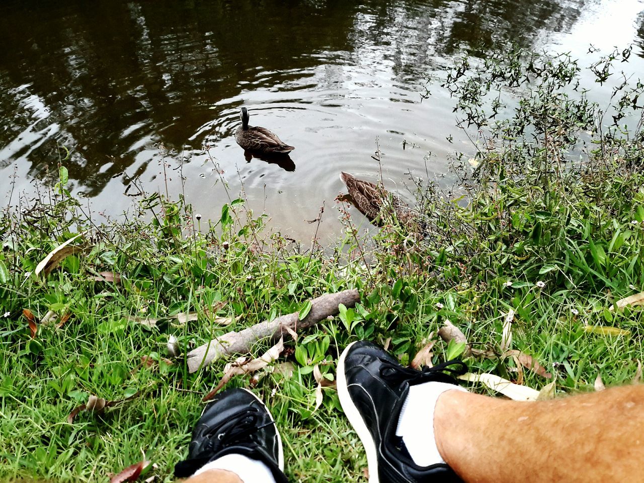 low section, water, person, personal perspective, leisure activity, lake, men, lifestyles, high angle view, unrecognizable person, human foot, nature, grass, shoe, tranquility, outdoors, day