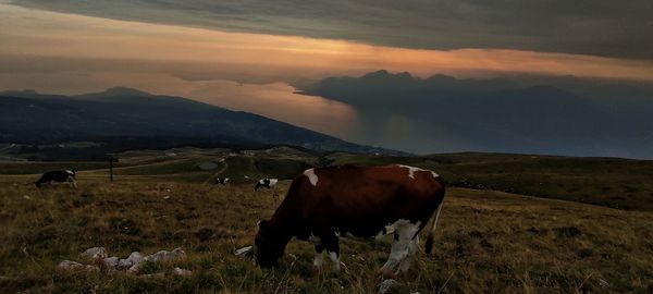 Horse grazing in a field