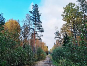 Footpath amidst trees in forest against sky