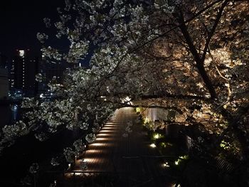 View of cherry trees at night