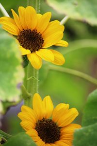 Close-up of yellow flower