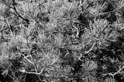 Full frame shot of plants