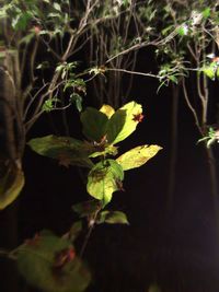 Close-up of plant against blurred background