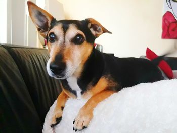 Close-up of dog sitting at home