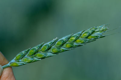 Green wheat in the hands of an agronomist