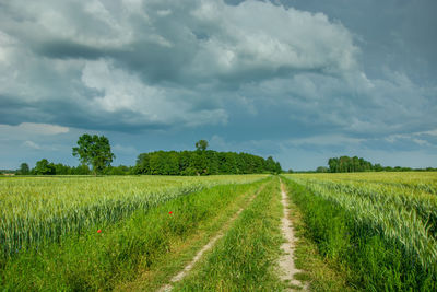 Road through a green field, trees on the horizon and whirling storm clouds on the sky.