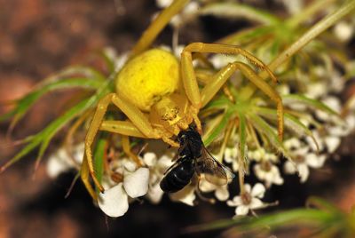 Close-up of insect on plant