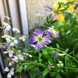 Close-up of purple flowering plant