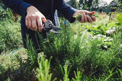 Close-up of hand picking herbs