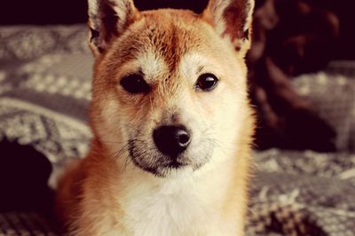 Close-up portrait of dog