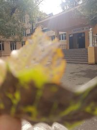 Yellow flower amidst buildings in city