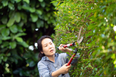 Young woman using grass shears cutting the ficus annulata branches.