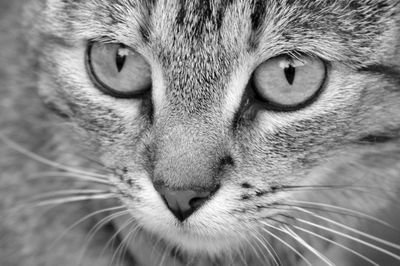 Close-up portrait of cat