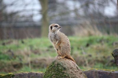 Bird on rock