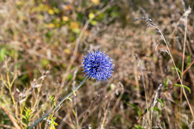 Close-up of purple flowering plant on land