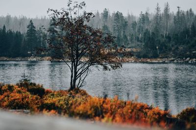 Scenic view of lake in forest during autumn