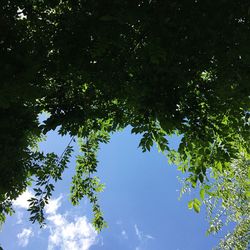 Low angle view of trees against sky