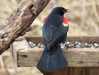 Close-up of bird perching on wood