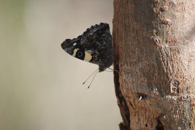 Close-up of butterfly on tree trunk