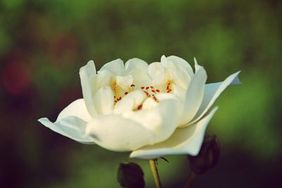 Close-up of white flower blooming outdoors