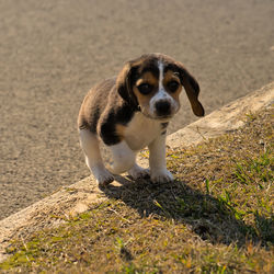 pet
