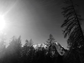 Low angle view of trees against sky during winter
