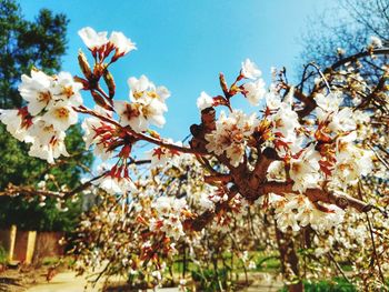 Low angle view of cherry blossom against sky