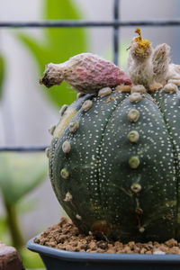 Close-up of crab on fruit