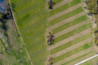 High angle view of grassy field