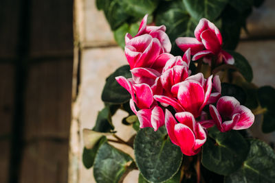 Gardening, planting and flora concept - close up of plant red begonia in pots at greenhouse