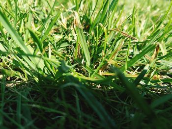 Close-up of fresh green grass in field