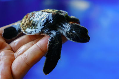 Close-up of hand feeding turtle against blurred background