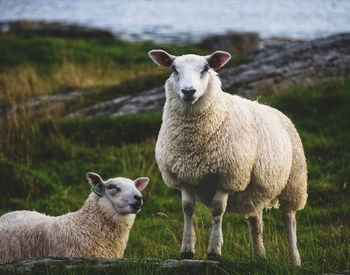 Sheep on field