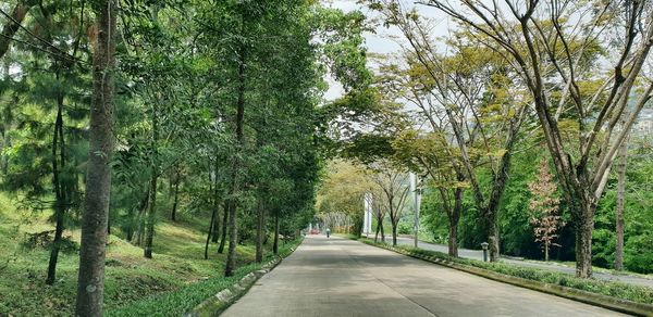 Empty road along trees