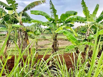 Crops growing on field against sky