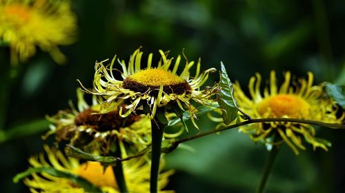 Close-up of yellow flowering plant